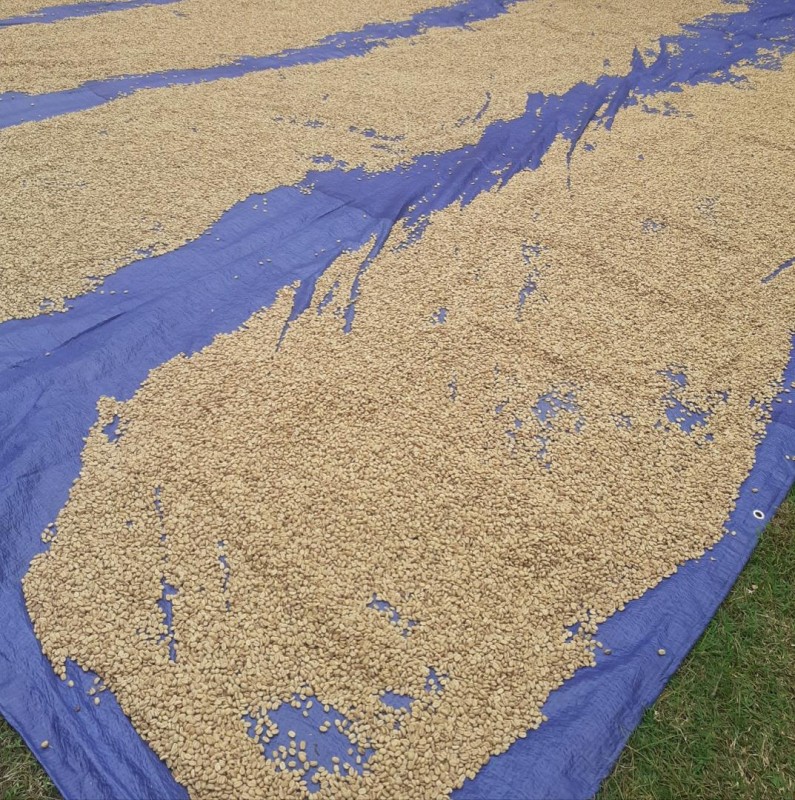 Arabica Coffee Beans from Papua New Guinea